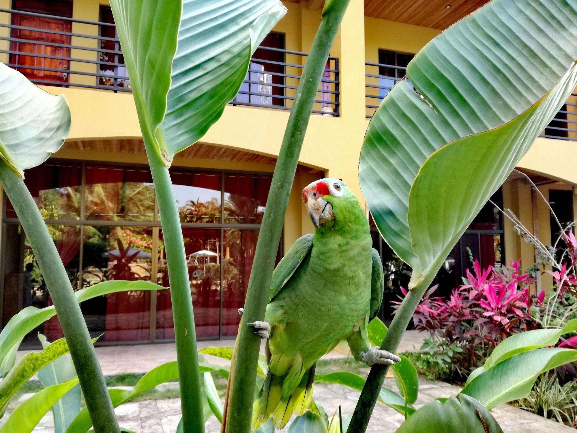 Pacifico Loft Hotel Jaco Exterior photo